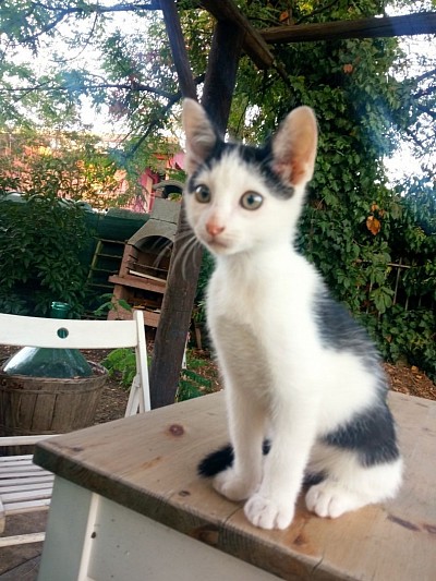 Lui è OB, altra mascotte dell'home restaurant